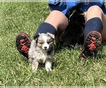 Small Photo #8 Miniature Australian Shepherd Puppy For Sale in SIGNAL MOUNTAIN, TN, USA