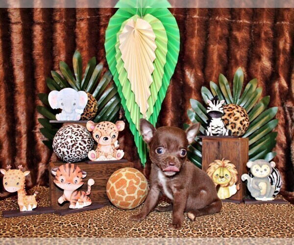 Medium Photo #99 Chihuahua Puppy For Sale in CHARLESTON, AR, USA