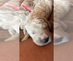 Small Photo #6 Poodle (Standard) Puppy For Sale in PLYMOUTH, IN, USA