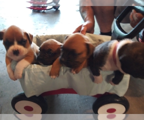 Medium Photo #3 Boxer Puppy For Sale in KANSAS CITY, MO, USA