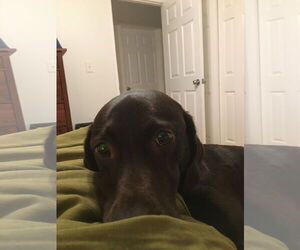 - Mix Dogs for adoption in Woodland, CA, USA