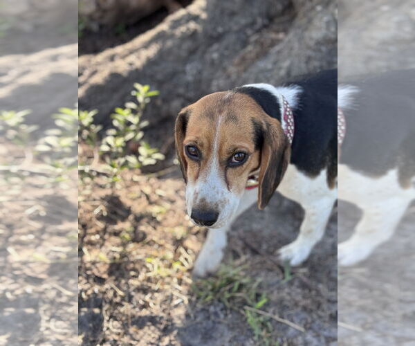 Medium Photo #6 Beagle Puppy For Sale in Valrico, FL, USA