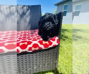 Poodle (Miniature) Puppy for sale in LABELLE, FL, USA