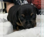 Small #1 Mutt