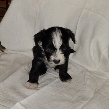 Medium Photo #1 Chinese Crested Puppy For Sale in MAGNOLIA, TX, USA