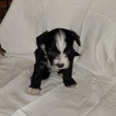 Puppy 5 Chinese Crested
