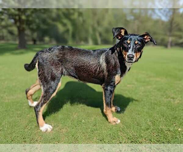 Medium Photo #5 Mutt Puppy For Sale in Talladega, AL, USA