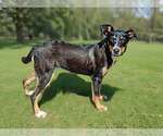 Small #4 Mutt