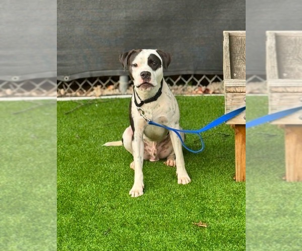 Medium Photo #3 American Staffordshire Terrier-Unknown Mix Puppy For Sale in Holly Springs, NC, USA
