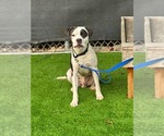 Small #2 American Staffordshire Terrier Mix