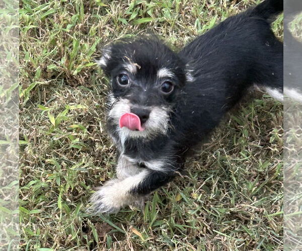 Medium Photo #3 Chiranian Puppy For Sale in Pacolet, SC, USA