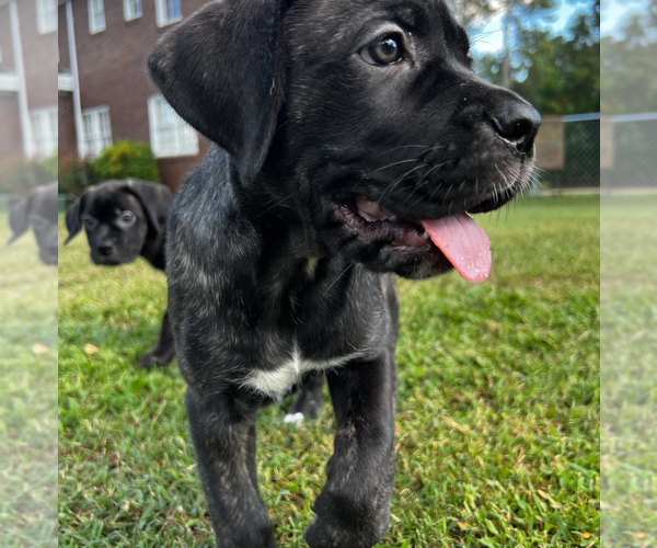 Medium Photo #11 Cane Corso Puppy For Sale in AYNOR, SC, USA