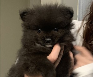 Pomeranian Puppy for sale in ALTAMONTE SPRINGS, FL, USA