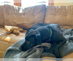 Small #4 Labrador Retriever Mix