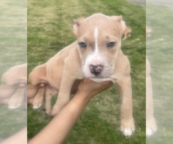 Medium Photo #25 American Bully Puppy For Sale in LAKE STATION, IN, USA