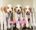 Puppy Puppy 1 Labradoodle-Poodle (Standard) Mix