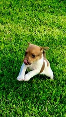 Rat Terrier Puppy for sale in FLORENCE, AL, USA