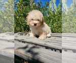 Small Photo #2 Maltipoo Puppy For Sale in TEMECULA, CA, USA