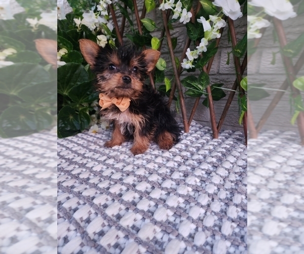 Medium Photo #6 Yorkshire Terrier Puppy For Sale in INDIANAPOLIS, IN, USA