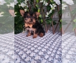 Small #5 Yorkshire Terrier