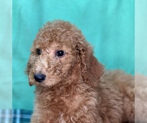 Poodle (Standard) Puppy for sale in DUNDEE, OH, USA