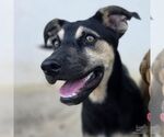 Small #3 Retriever  Mix
