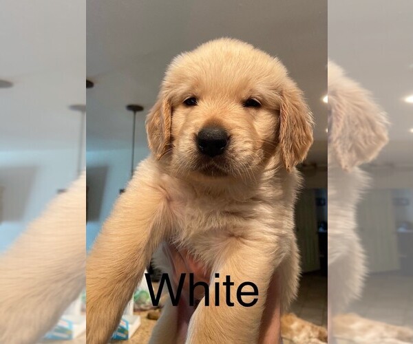 Medium Photo #3 Golden Retriever Puppy For Sale in CORONA, CA, USA