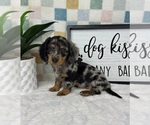 Small #2 Dachshund