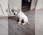 Small Photo #4 Golden Retriever Puppy For Sale in SPRING GROVE, PA, USA