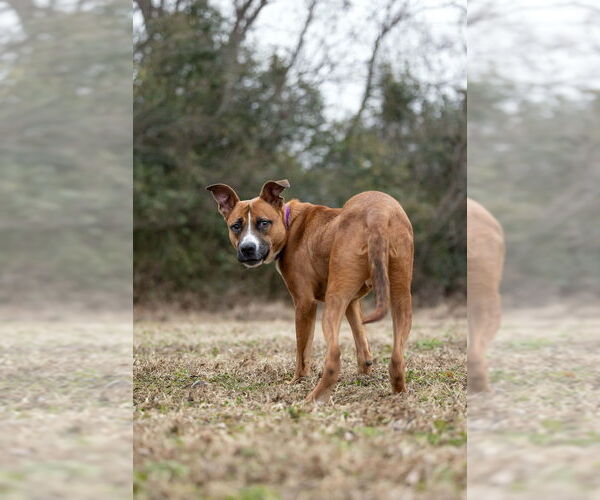 Medium Photo #8 Boxador Puppy For Sale in Raleigh, NC, USA
