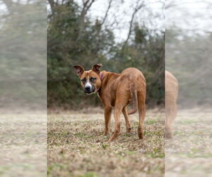 Duck - Male Boxador Dog for Adoption - Photo #8