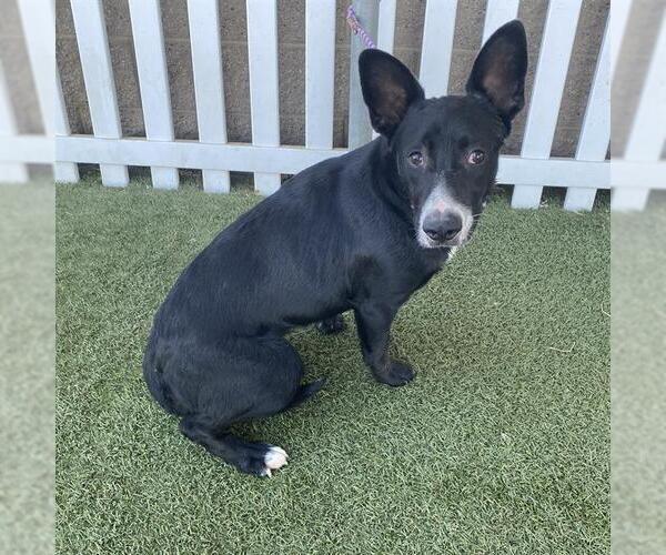 Medium Photo #1 Border Collie-Unknown Mix Puppy For Sale in Modesto, CA, USA