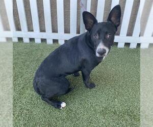 Border Collie-Unknown Mix Dogs for adoption in Modesto, CA, USA