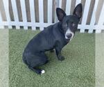 *BUNNY - Female Border Collie-Unknown Mix Dog for Adoption - Small photo