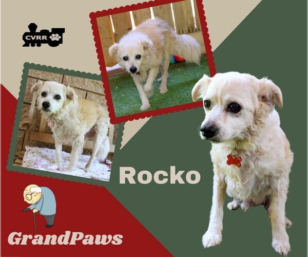 Medium Photo #1 Mutt Puppy For Sale in Lindsay, CA, USA