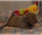 Puppy Romona Great Dane