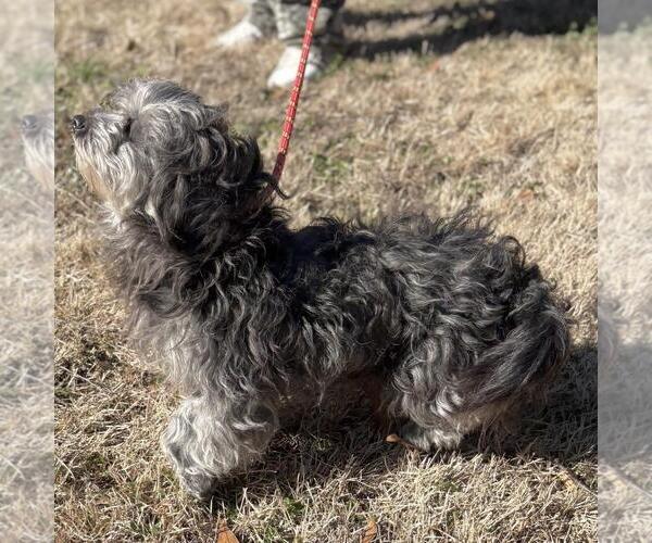 Medium Photo #4 Poodle (Miniature)-Unknown Mix Puppy For Sale in Yardley, PA, USA