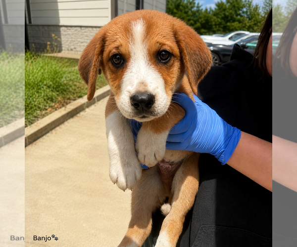 Medium Photo #1 Mutt Puppy For Sale in Sterling, MA, USA
