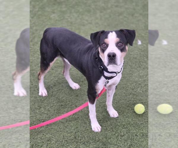 Medium Photo #1 Mutt Puppy For Sale in Las Vegas, NV, USA