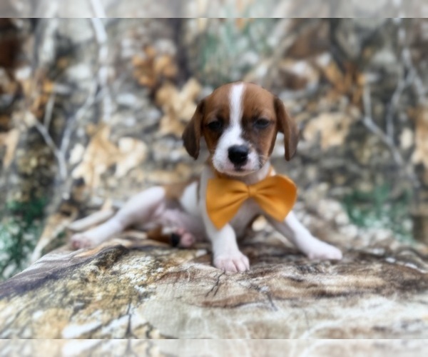 Medium Photo #7 Cavalier King Charles Spaniel-Jack Russell Terrier Mix Puppy For Sale in LAKELAND, FL, USA