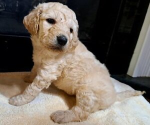 Goldendoodle Puppy for Sale in PELHAM, New Hampshire USA