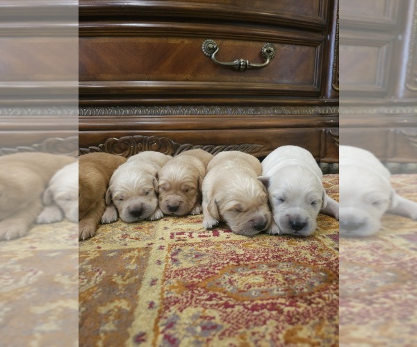 Medium Photo #8 Golden Retriever Puppy For Sale in ELVERTA, CA, USA