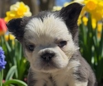 Small #2 French Bulldog