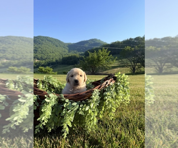 Medium Photo #10 Golden Retriever Puppy For Sale in ARARAT, VA, USA
