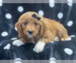 Small Photo #1 Goldendoodle Puppy For Sale in LAKELAND, FL, USA