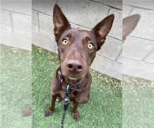 Australian Kelpie-Unknown Mix Dogs for adoption in Lakewood, CO, USA