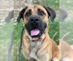 Small #1 Mastiff
