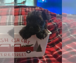 Schnauzer (Miniature) Puppy for sale in PARSONS, TN, USA