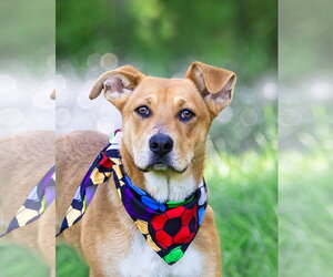 Mutt Dogs for adoption in Unionville, PA, USA