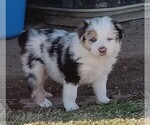Puppy 4 Australian Shepherd